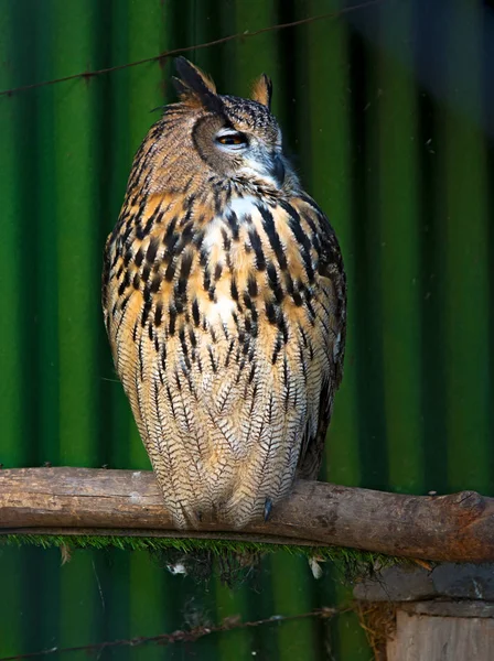 Big beautiful owl sitting on a branch. unblinking eyes. — Stock Photo, Image
