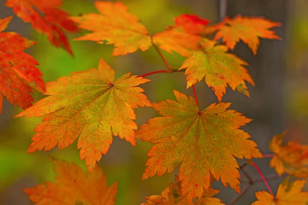 Herbstwald, alles Laub ist mit goldener Farbe in der Mitte der Forststraße bemalt. — Stockfoto