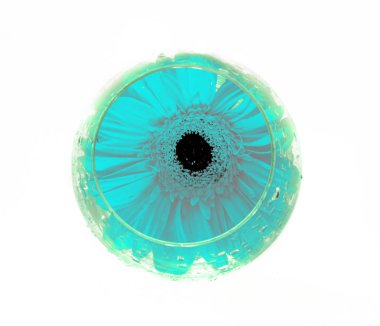 Beyaz zemin üzerinde bir vazoda Gerber çiçek,