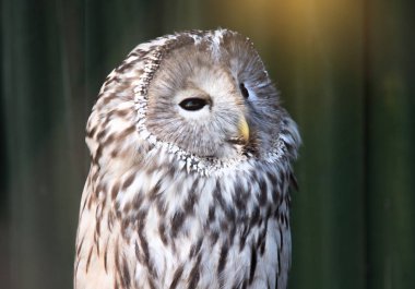 Ural baykuş bir dalda oturuyor. güzel baykuş.