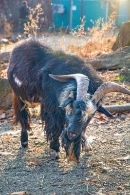 kıllı keçi fotoğraf makinesine benziyor. yün bir sürü. 