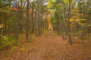 sonbahar orman, ve bitki örtüsü orman yolun ortasında altın rengiyle boyanır. 