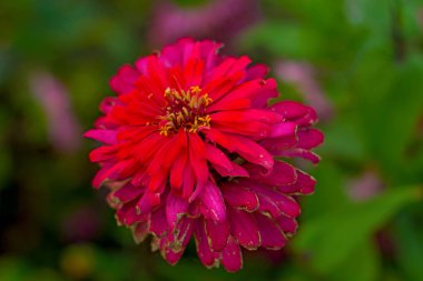 çiçek büyük resimleri. Bahçe içinde güzel çiçek.