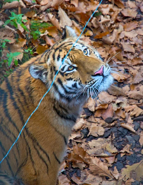 Velký tygr ussurijský, krásný dravec ukazuje zuby, hraje a představuje pro fotoaparát. — Stock fotografie