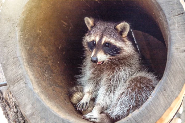 Lindo mapache divertido — Foto de stock © belchonock #152167020