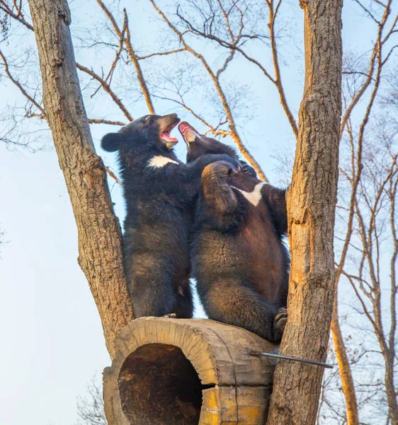 Filhotes de urso jogar em uma árvore, subiu alto nos ramos e uma mordida bonito uns aos outros . — Fotografia de Stock