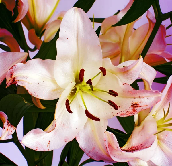 Große Blüten einer Lilie, Nahaufnahme, weißer Hintergrund. isolieren. — Stockfoto