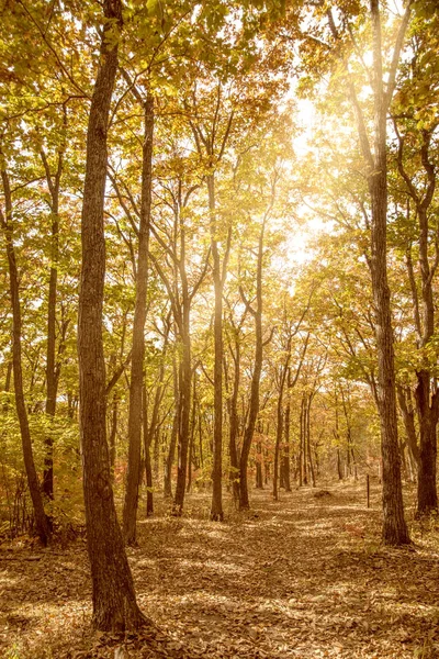 Herbstwald, alles Laub ist mit goldener Farbe in der Mitte der Forststraße bemalt. — Stockfoto