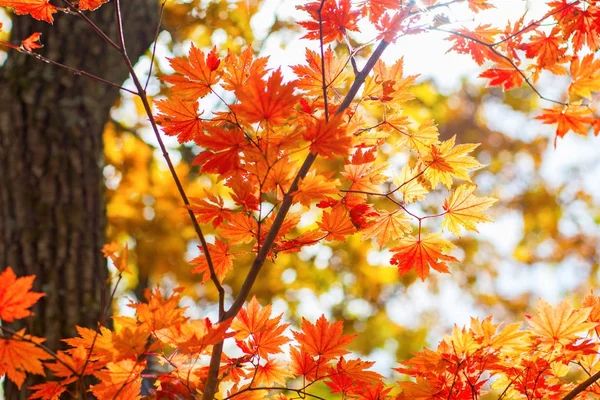 Herfst bos, alle het loof is beschilderd met gouden kleur in het midden van het bos weg. — Stockfoto
