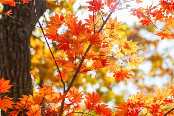 Autumn forest, all the foliage is painted with golden color in the middle of the forest road. — Stock Photo, Image