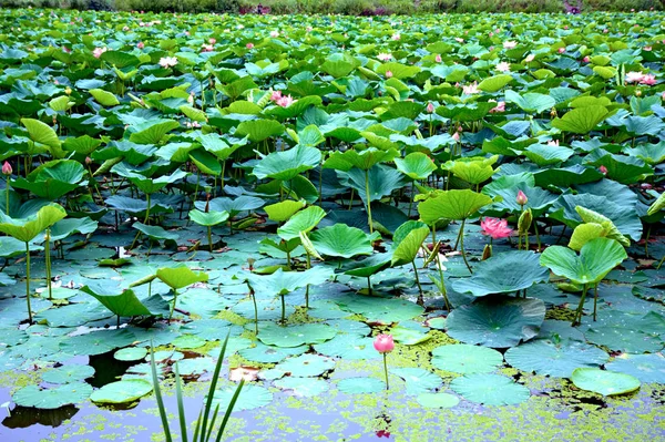 Lago Lotus, el lago más grande completamente decorado con lotos . — Foto de Stock