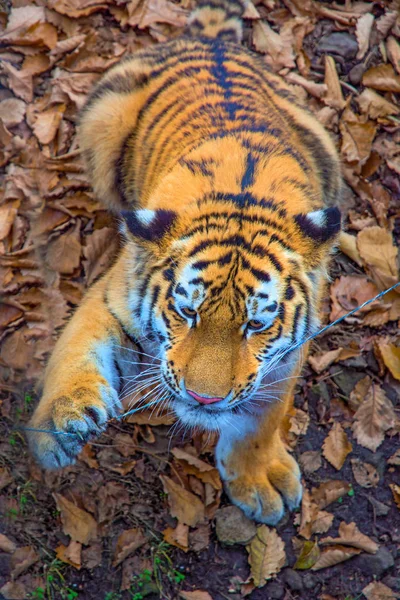 O grande tigre siberiano, um belo predador mostra dentes, brinca e posa para a câmera . — Fotografia de Stock