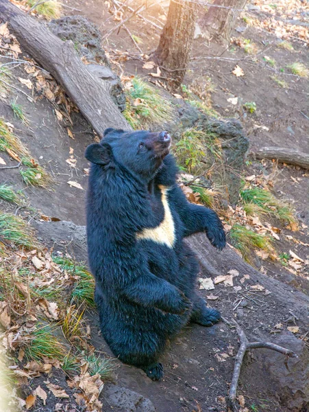 素晴らしいヒマラヤ クマが後ろ足で上昇または戻るを示しています. — ストック写真