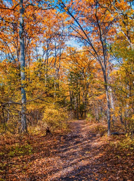 秋天的森林, 所有的树叶都是金色的, 在森林之路的中间. — 图库照片