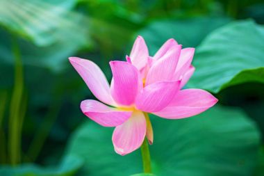 büyük lotus çiçekleri. Gölde yüzen lotus çiçeği parlak pembe tomurcukları.