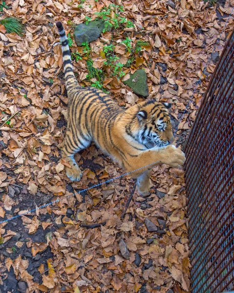 De grote Siberische tijger, een mooie roofdier toont tanden, speelt en poseert voor de camera. — Stockfoto