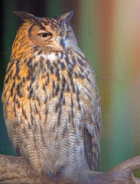 枝の上に座って大きな美しいフクロウです。瞬きしない目. — ストック写真