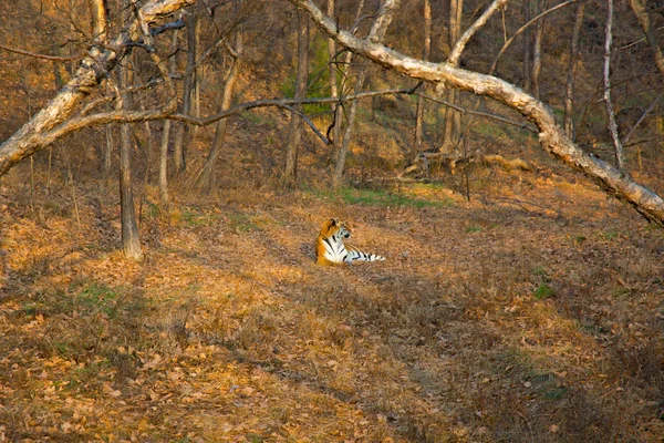 Tigress liggande på marken, vila. Ryssland. Amur tiger. — Stockfoto
