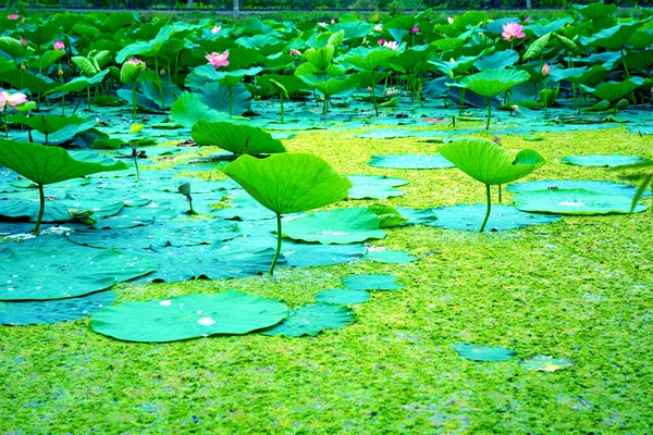 Lago Lotus, el lago más grande completamente decorado con lotos . — Foto de Stock