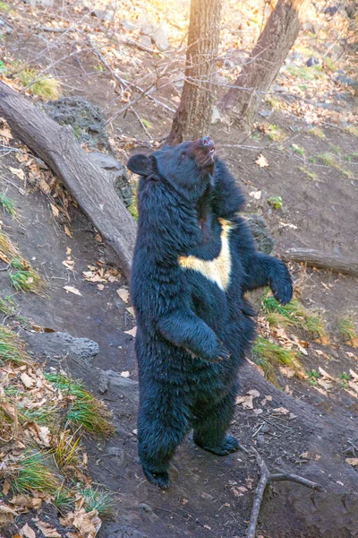 Großer Himalaya-Bär, erhebt sich auf den Hinterbeinen oder zeigt zurück. — Stockfoto