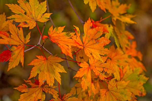 Herbstwald, alles Laub ist mit goldener Farbe in der Mitte der Forststraße bemalt. — Stockfoto