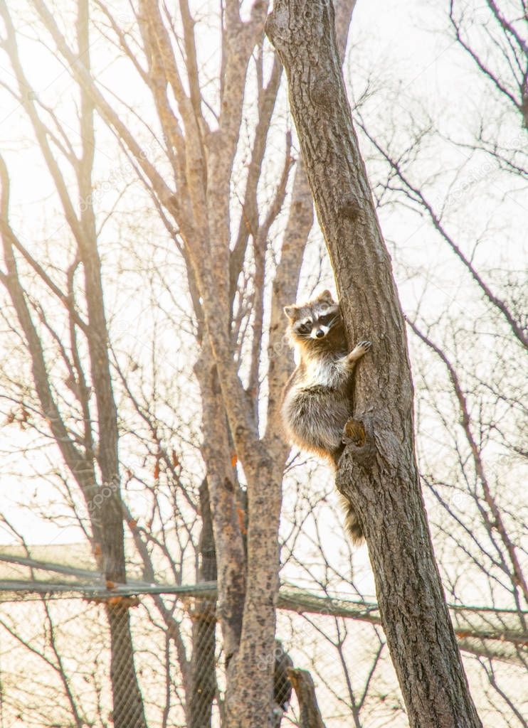 fluffy raccoon sits high up on a tree and watching. 
