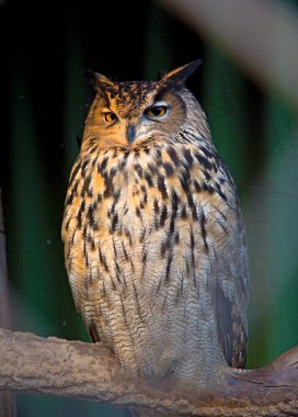 bir dal üzerinde oturan büyük güzel baykuş. fillerinışıldayan gözler.