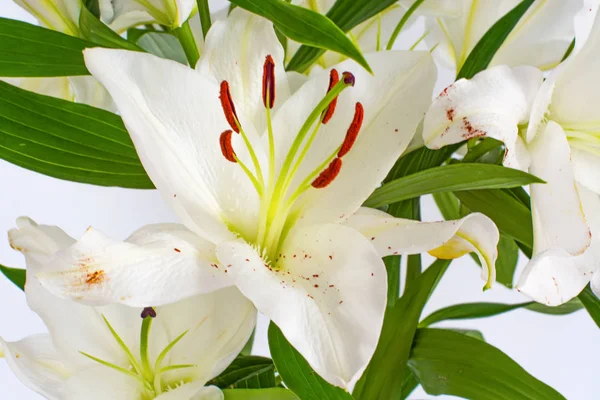 Large flowers of a lily, close-up, white background. isolate. — Stock Photo, Image