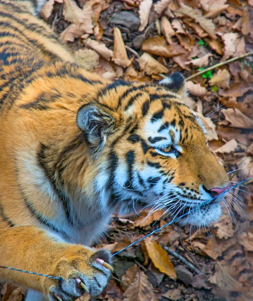 De grote Siberische tijger, een mooie roofdier toont tanden, speelt en poseert voor de camera. — Stockfoto