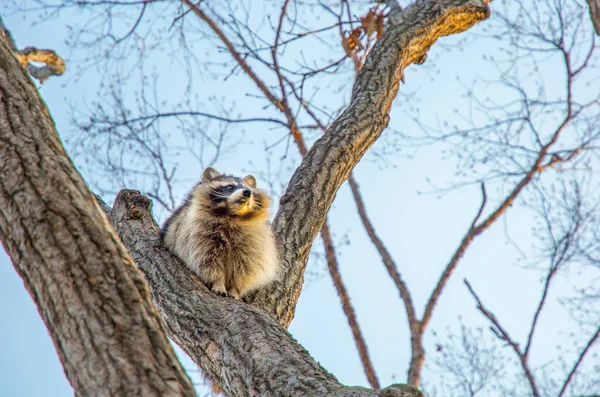 Bir ağaç üzerinde yüksek ve izlerken kabarık Rakun oturur. — Stok fotoğraf
