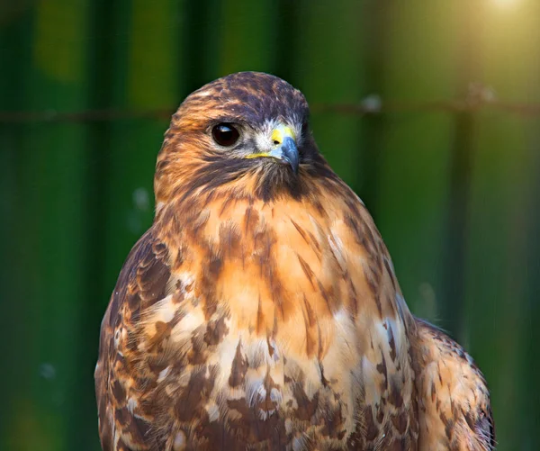 Peregrine Falcon sentado em um galho e olhando diretamente para nós . — Fotografia de Stock