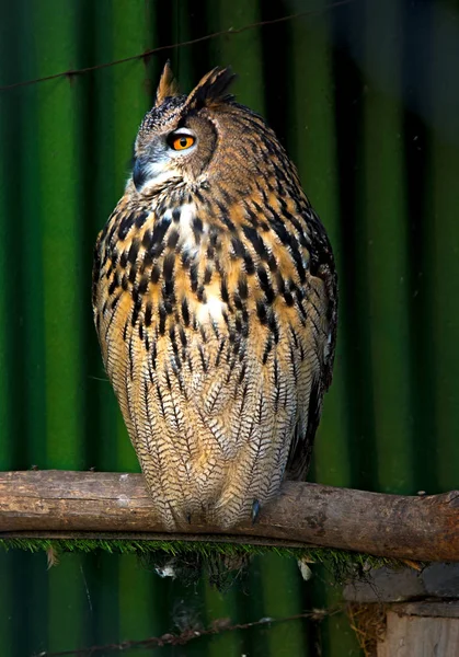 Grote prachtige uil op een tak zitten. knipperden ogen. — Stockfoto