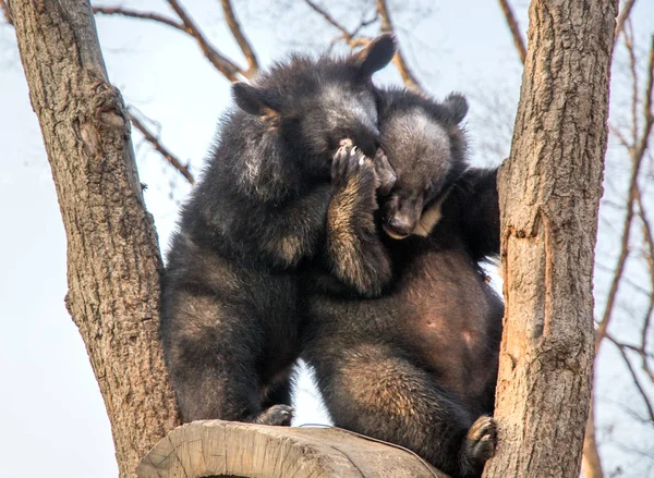 Filhotes de urso jogar em uma árvore, subiu alto nos ramos e uma mordida bonito uns aos outros . — Fotografia de Stock