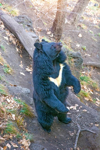 Grande urso do Himalaia, levanta-se nas patas traseiras ou mostra de volta . — Fotografia de Stock