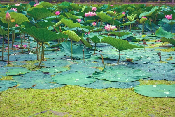 Lago Lotus, el lago más grande completamente decorado con lotos . — Foto de Stock