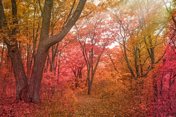 Bosque de otoño, todo el follaje está pintado con color dorado en el medio de la carretera forestal . —  Fotos de Stock