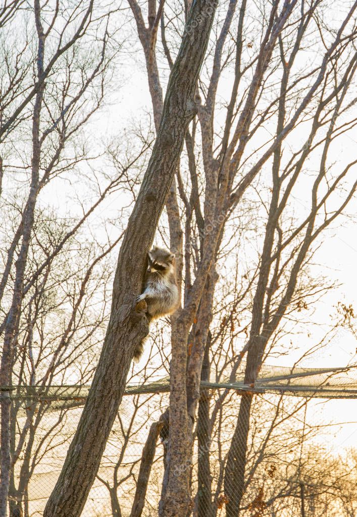 fluffy raccoon sits high up on a tree and watching. 