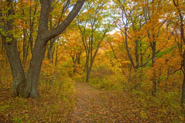 sonbahar orman, ve bitki örtüsü orman yolun ortasında altın rengiyle boyanır. 