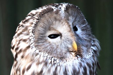 Ural baykuş bir dalda oturuyor. güzel baykuş.