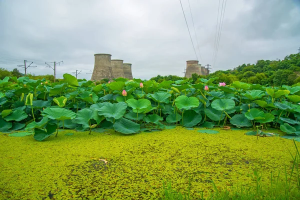 Un gran lago lleno de lotos, seguido de la estación de distribución se encuentra . — Foto de Stock