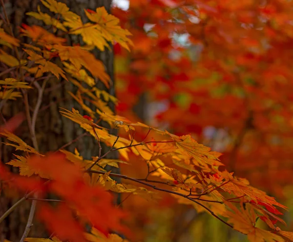 Осенний лес, все листья окрашены золотым цветом в середине лесной дороги . — стоковое фото