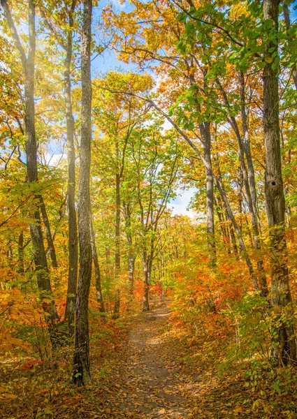Herbstwald, alles Laub ist mit goldener Farbe in der Mitte der Forststraße bemalt. — Stockfoto