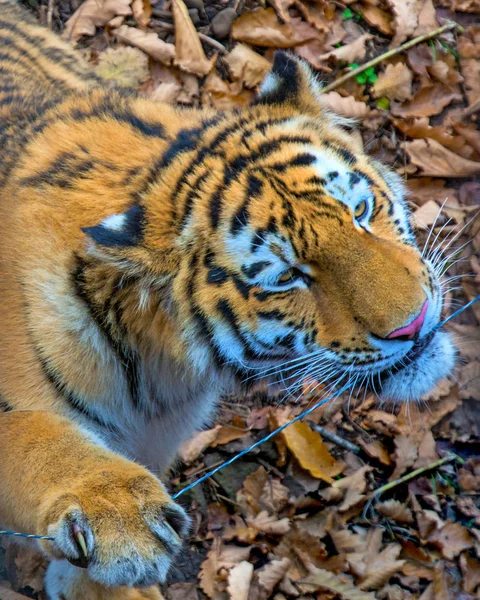 O grande tigre siberiano, um belo predador mostra dentes, brinca e posa para a câmera . — Fotografia de Stock