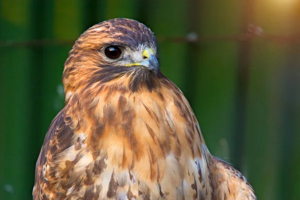 Peregrine Falcon sentado em um galho e olhando diretamente para nós . — Fotografia de Stock