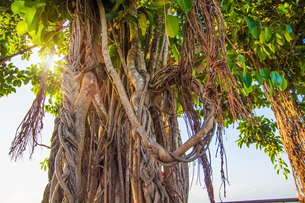 yüksek yaşlı Ağaçların kökleri yukarıdan aşağı asılı. çiçekli ağaçlar kökleri kılavuzundan ile. Tropikal