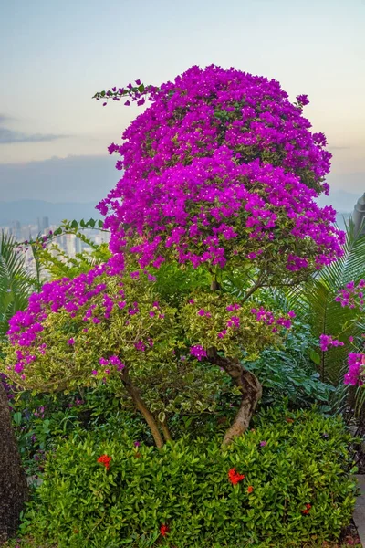 Flores bonitas e brilhantes crescem nos trópicos de Sanya. crescendo direto na rua. China — Fotografia de Stock