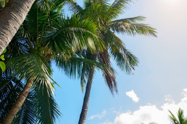 yüksek, güzel palmiye ağaçları, berrak gökyüzü, kum, sıcak tropik.