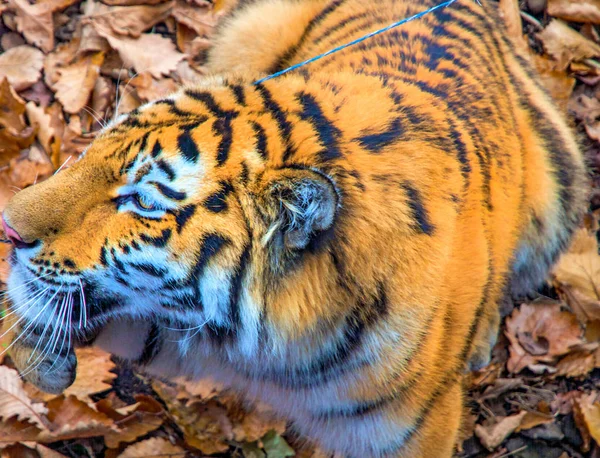 O grande tigre siberiano, um belo predador mostra dentes, brinca e posa para a câmera . — Fotografia de Stock