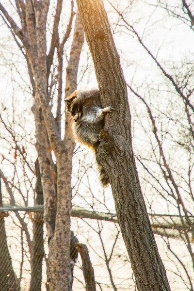 木の上を高いと見てふわふわアライグマが座っています。. — ストック写真