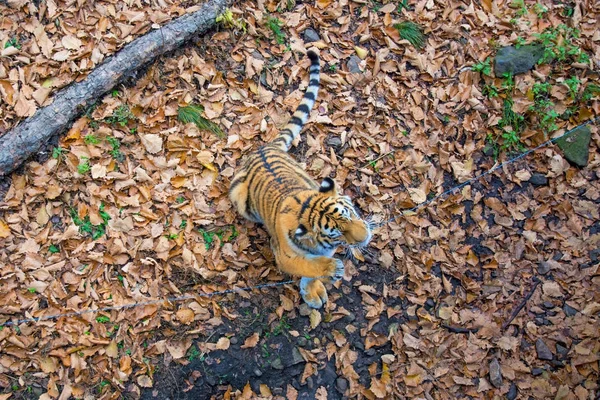 El gran tigre siberiano, un hermoso depredador muestra dientes, juega y posa para la cámara . — Foto de Stock